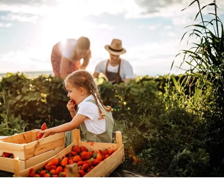Woman and man harvesting strawberries while girl eating them.