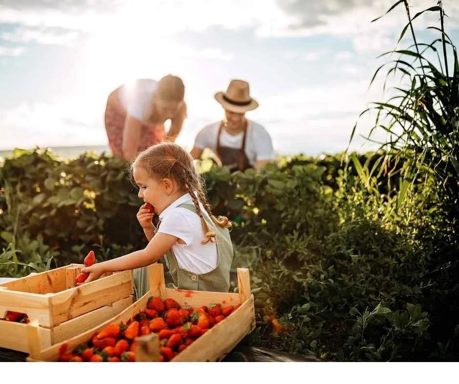 Woman and man harvesting strawberries while girl eating them.