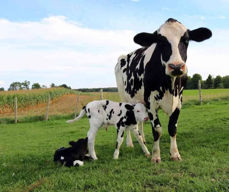 Mother cow with two calves on green grass